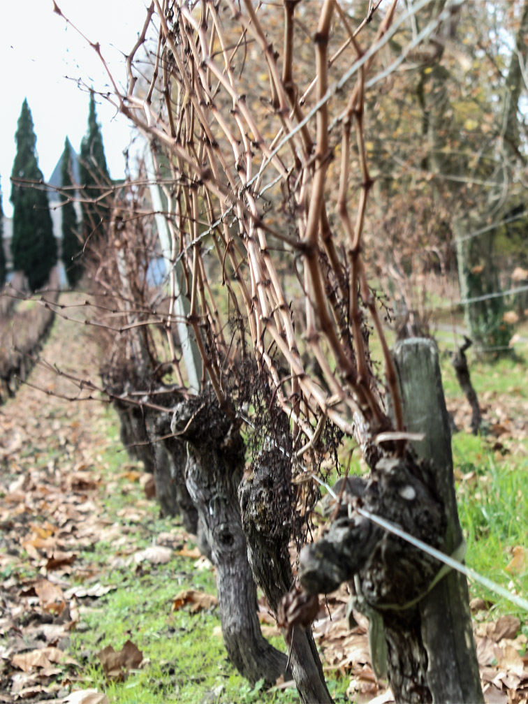 les egaux vignes